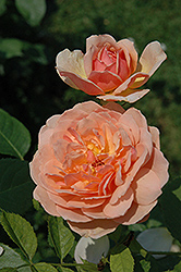 Grace Rose (Rosa 'Grace') at Lakeshore Garden Centres
