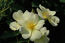 Engelmann's Quest Rose (Rosa 'Engelmann's Quest') at Lakeshore Garden Centres