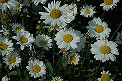 May Queen Shasta Daisy (Leucanthemum x superbum 'May Queen') at Lakeshore Garden Centres
