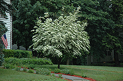 Summer Stars Chinese Dogwood (Cornus kousa 'Summer Stars') at Lakeshore Garden Centres