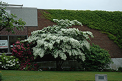 Lustgarten's Weeping Chinese Dogwood (Cornus kousa 'Lustgarten's Weeping') at Lakeshore Garden Centres