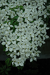 Lustgarten's Weeping Chinese Dogwood (Cornus kousa 'Lustgarten's Weeping') at Lakeshore Garden Centres
