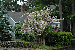 Pink Cloud Beautybush (Kolkwitzia amabilis 'Pink Cloud') at Lakeshore Garden Centres