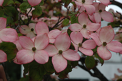 Satomi Chinese Dogwood (Cornus kousa 'Satomi') at Lakeshore Garden Centres