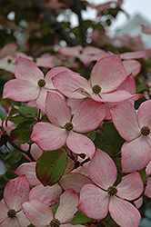 Heart Throb Chinese Dogwood (Cornus kousa 'Heart Throb') at Lakeshore Garden Centres