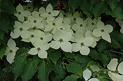 Big Apple Chinese Dogwood (Cornus kousa 'Big Apple') at Lakeshore Garden Centres