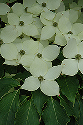 Summer Stars Chinese Dogwood (Cornus kousa 'Summer Stars') at Lakeshore Garden Centres