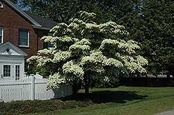Chinese Dogwood (Cornus kousa) at Peter Knippel Garden Centre