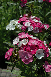 Harlequin Sweet William (Dianthus barbatus 'Harlequin') at Lakeshore Garden Centres