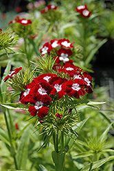 Diadem Sweet William (Dianthus barbatus 'Diadem') at Lakeshore Garden Centres