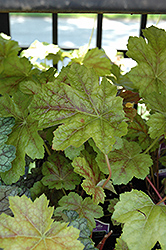 Sonic Smash Foamy Bells (Heucherella 'Sonic Smash') at Lakeshore Garden Centres