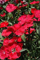 Elation Coral Pinks (Dianthus 'Elation Coral') at Lakeshore Garden Centres