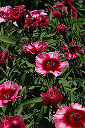 Raspberry Parfait Pinks (Dianthus 'Raspberry Parfait') at Lakeshore Garden Centres