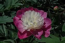 Santa Fe Peony (Paeonia 'Santa Fe') at Lakeshore Garden Centres