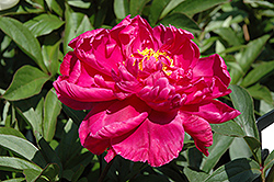 Benjamin Franklin Peony (Paeonia 'Benjamin Franklin') at Lakeshore Garden Centres