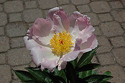 Charles Burgess Peony (Paeonia 'Charles Burgess') at Lakeshore Garden Centres