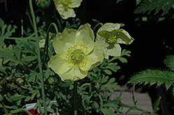 Pacino Poppy (Papaver nudicaule 'Pacino') at Lakeshore Garden Centres