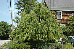 Weeping Katsura Tree (Cercidiphyllum japonicum 'Pendulum') at Mainescape Nursery