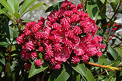 Raspberry Glow Mountain Laurel (Kalmia latifolia 'Raspberry Glow') at Lakeshore Garden Centres