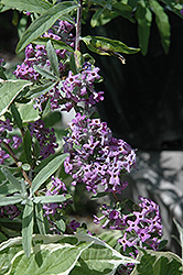 Argentea Alternate Leaf Butterfly Bush (Buddleia alternifolia 'Argentea') at Lakeshore Garden Centres