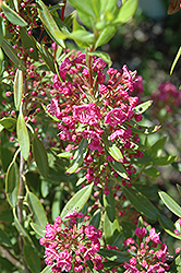 Poke Logan Sheep Laurel (Kalmia angustifolia 'Poke Logan') at Lakeshore Garden Centres