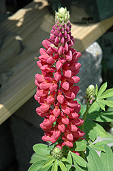 Tutti Frutti Lupine (Lupinus 'Tutti Frutti') at Lakeshore Garden Centres
