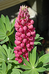 Minarette Mix Lupine (Lupinus 'Minarette Mix') at Lakeshore Garden Centres
