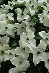 Chinese Dogwood (Cornus kousa) at Peter Knippel Garden Centre