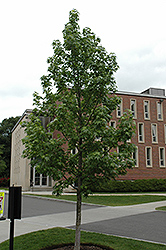Grandmaster Sweet Gum (Liquidambar styraciflua 'Grazam') at Lakeshore Garden Centres
