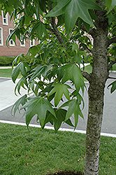 Grandmaster Sweet Gum (Liquidambar styraciflua 'Grazam') at Lakeshore Garden Centres