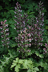 Hungarian Bear's Breeches (Acanthus hungaricus) at Lakeshore Garden Centres