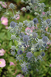 Flat Sea Holly (Eryngium planum) at Lakeshore Garden Centres