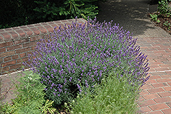 English Lavender (Lavandula angustifolia) at Lakeshore Garden Centres