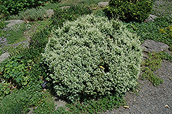 Snow Falsecypress (Chamaecyparis pisifera 'Snow') at Lakeshore Garden Centres