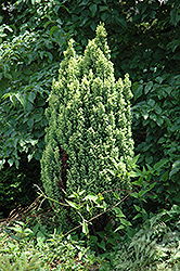 Treasure Falsecypress (Chamaecyparis lawsoniana 'Treasure') at Lakeshore Garden Centres