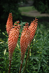 Orange Flame Torchlily (Kniphofia galpinii 'Orange Flame') at Lakeshore Garden Centres