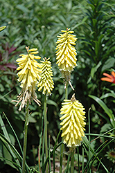 Primrose Beauty Torchlily (Kniphofia 'Primrose Beauty') at Lakeshore Garden Centres