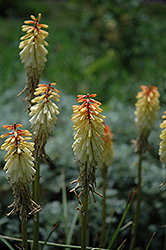 Springtime Torchlily (Kniphofia 'Springtime') at Lakeshore Garden Centres