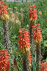 Pfitzer's Hybrids Torchlily (Kniphofia 'Pfitzer's Hybrids') at Lakeshore Garden Centres