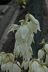 Bright Edge Adam's Needle (Yucca filamentosa 'Bright Edge') at Lakeshore Garden Centres