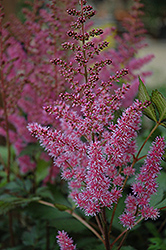 Maggie Daley Astilbe (Astilbe chinensis 'Maggie Daley') at Golden Acre Home & Garden