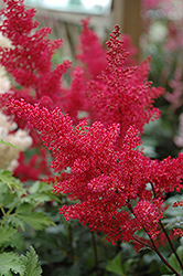 Montgomery Japanese Astilbe (Astilbe japonica 'Montgomery') at The Mustard Seed