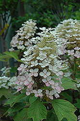 Alice Hydrangea (Hydrangea quercifolia 'Alice') at Lakeshore Garden Centres