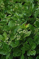 Manhattan Spreading Euonymus (Euonymus kiautschovicus 'Manhattan') at Lakeshore Garden Centres