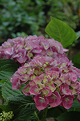 Forever And Ever Blue Heaven Hydrangea (Hydrangea macrophylla 'Forever And Ever Blue Heaven') at Lakeshore Garden Centres