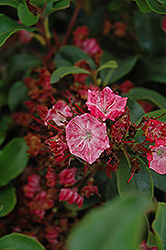 Raspberry Glow Mountain Laurel (Kalmia latifolia 'Raspberry Glow') at Lakeshore Garden Centres