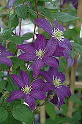 Bonanza Clematis (Clematis 'Bonanza') at Lakeshore Garden Centres