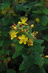 Autumn Blaze St. John's Wort (Hypericum androsaemum 'Autumn Blaze') at Lakeshore Garden Centres