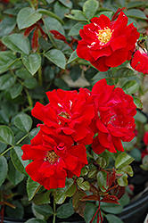 Chilterns Rose (Rosa 'Chilterns') at Lakeshore Garden Centres