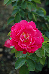 Party Hardy Rose (Rosa 'Party Hardy') at Lakeshore Garden Centres